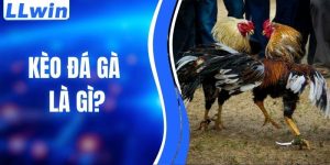 Kèo Đá Gà Là Gì - Bí Quyết Chơi Hiệu Quả Cho Hội Viên LLWIN